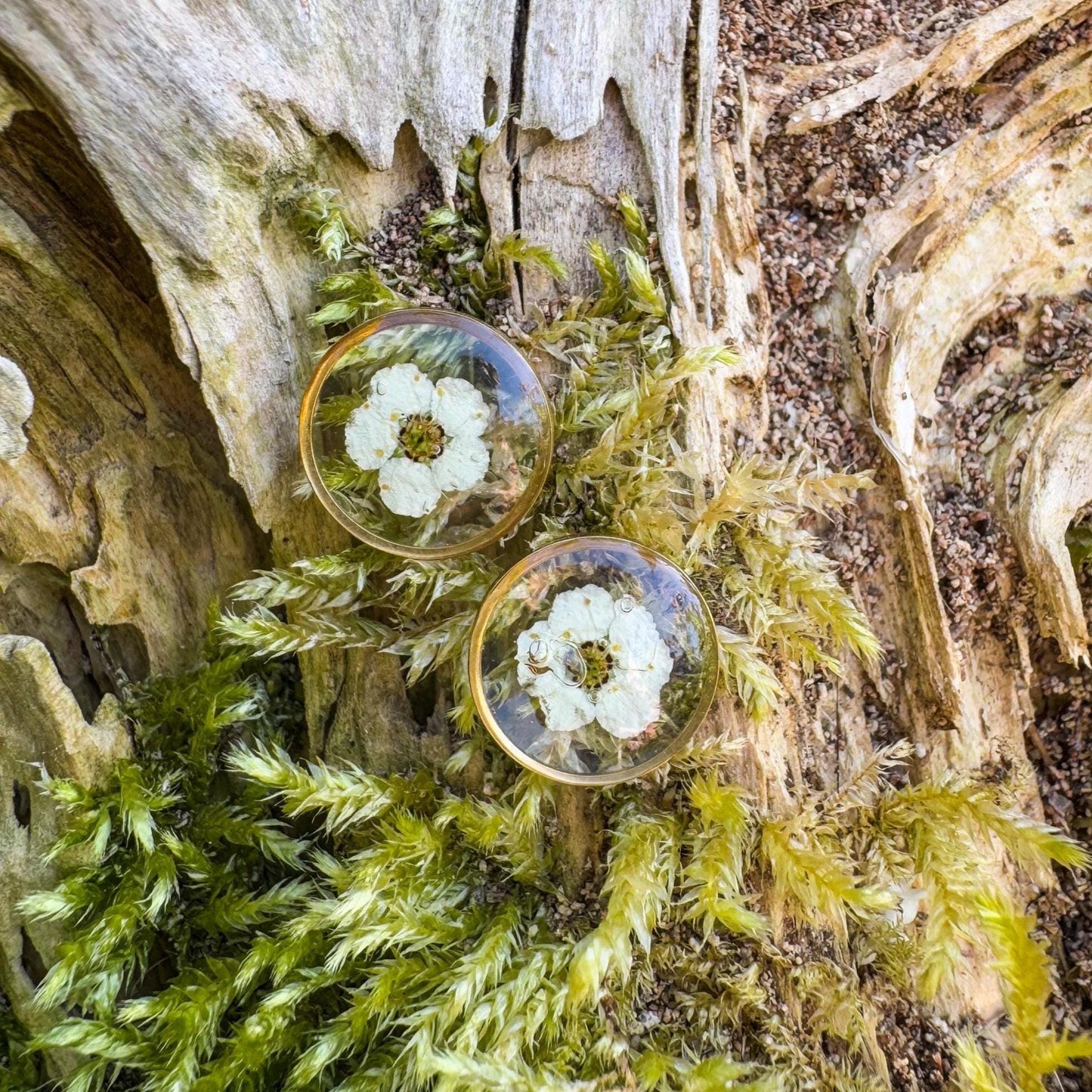 Spierstrauch-Ohrstecker - Zartes Schmuckstück mit echter Blüte 🌺