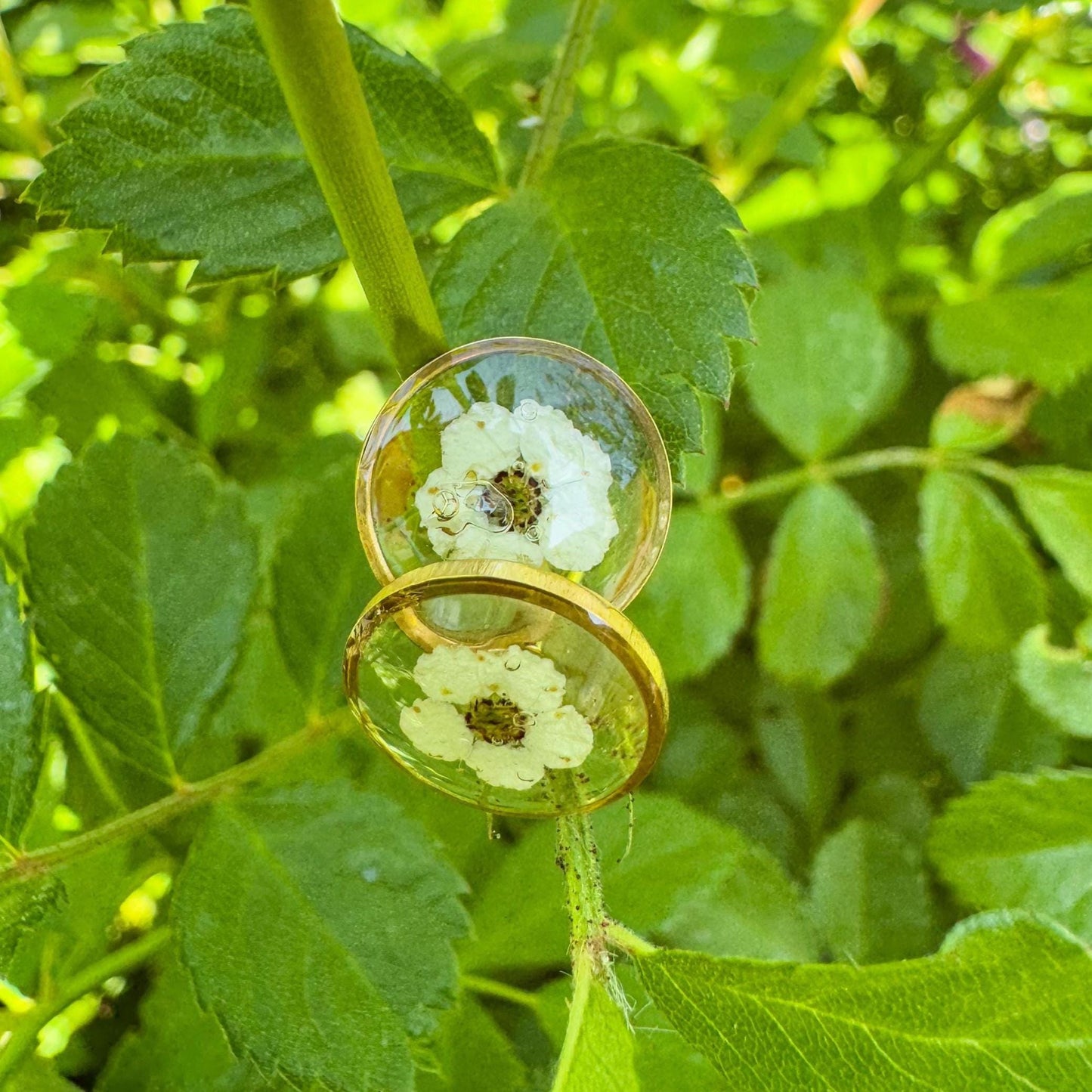 Spierstrauch-Ohrstecker - Zartes Schmuckstück mit echter Blüte 🌺