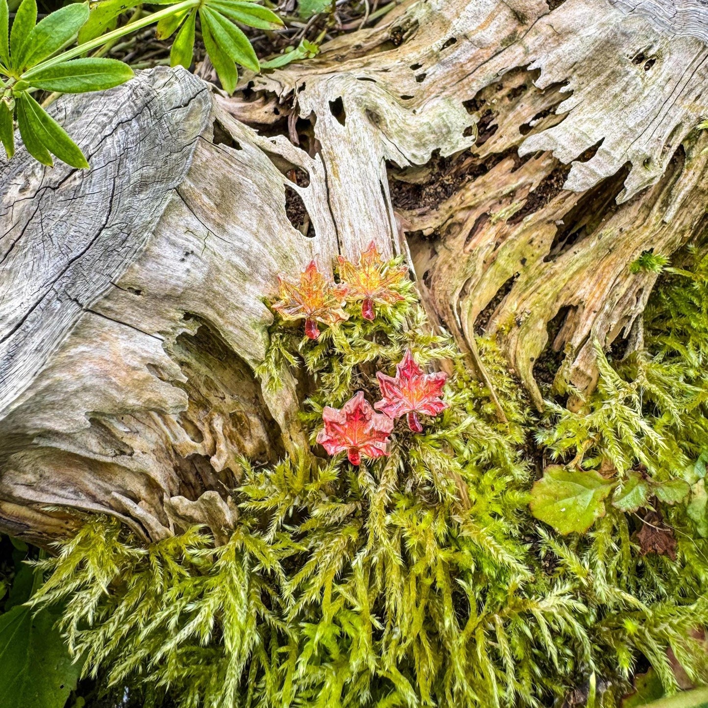 Niedliche Ahorn-Ohrstecker - Handgefertigtes Schmuckstück mit kleinen Blättern 🍁