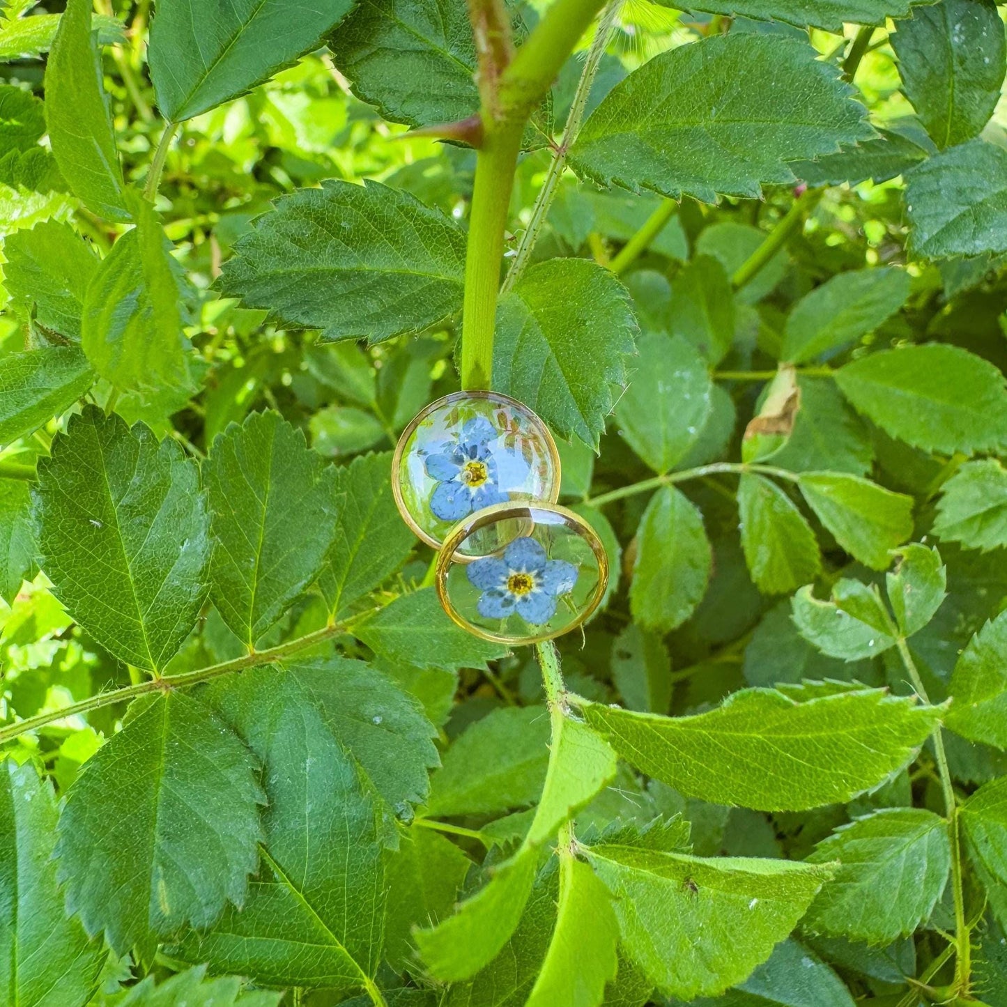 Vergissmeinnicht-Ohrstecker - Zartes Schmuckstück mit echter Blüte 🌺