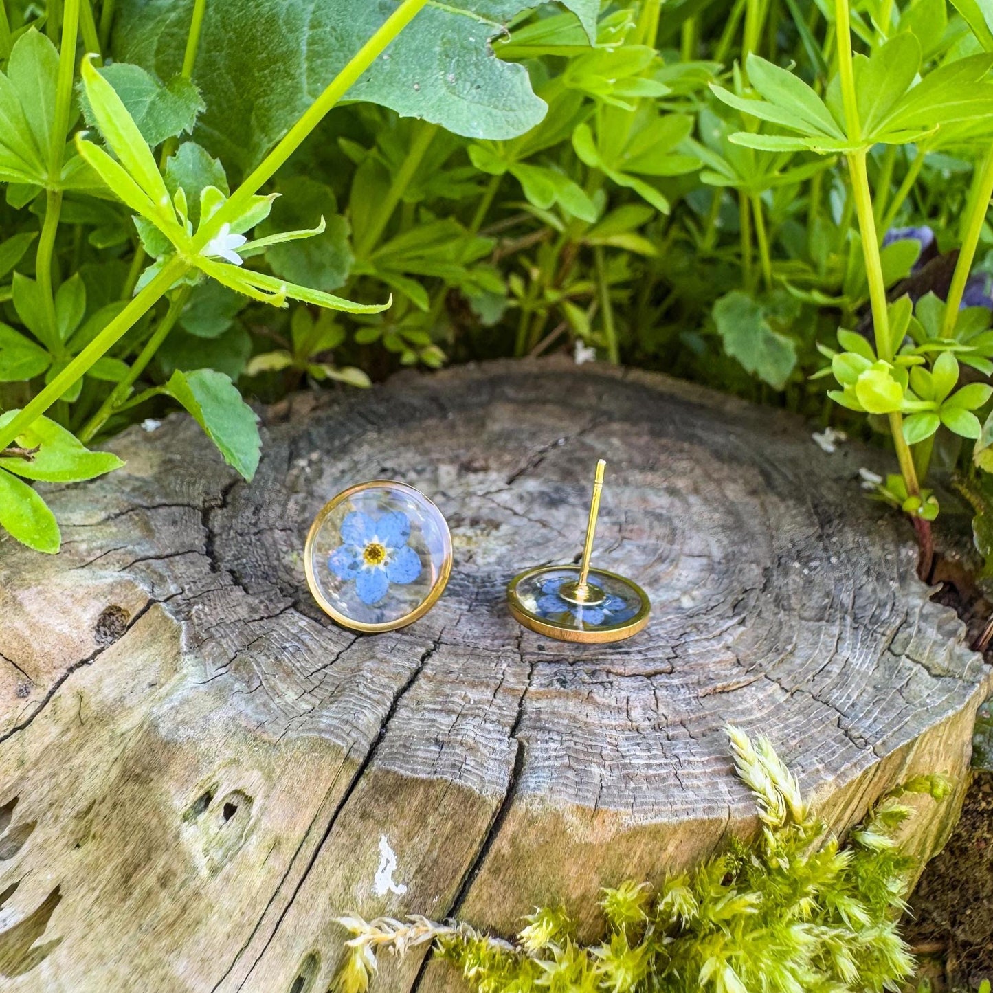 Vergissmeinnicht-Ohrstecker - Zartes Schmuckstück mit echter Blüte 🌺
