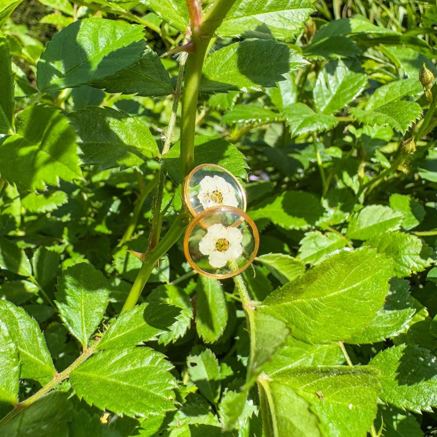 Spierstrauch-Ohrstecker - Zartes Schmuckstück mit echter Blüte 🌺