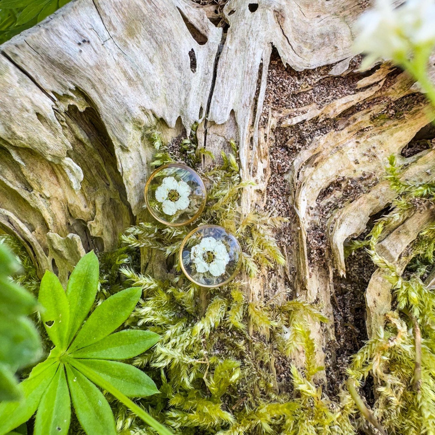 Spierstrauch-Ohrstecker - Zartes Schmuckstück mit echter Blüte 🌺