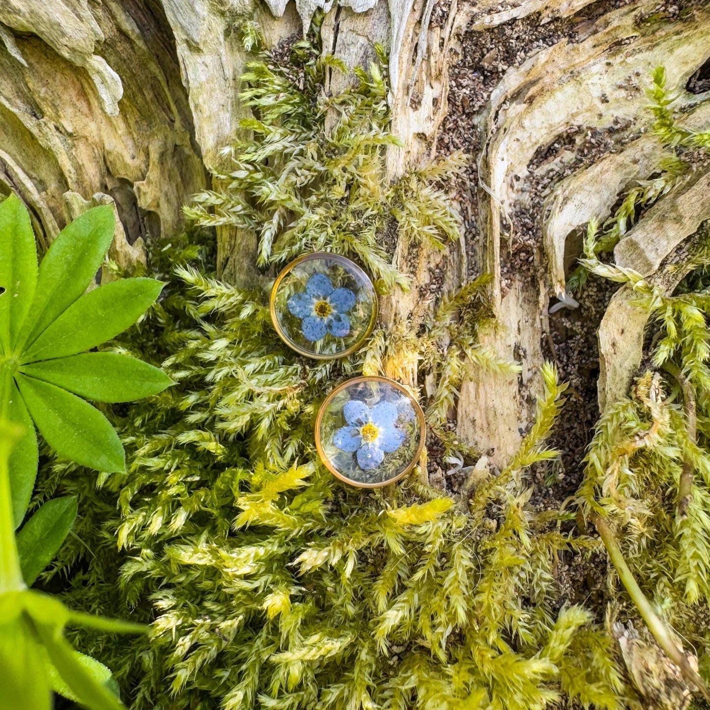 Vergissmeinnicht-Ohrstecker - Zartes Schmuckstück mit echter Blüte 🌺