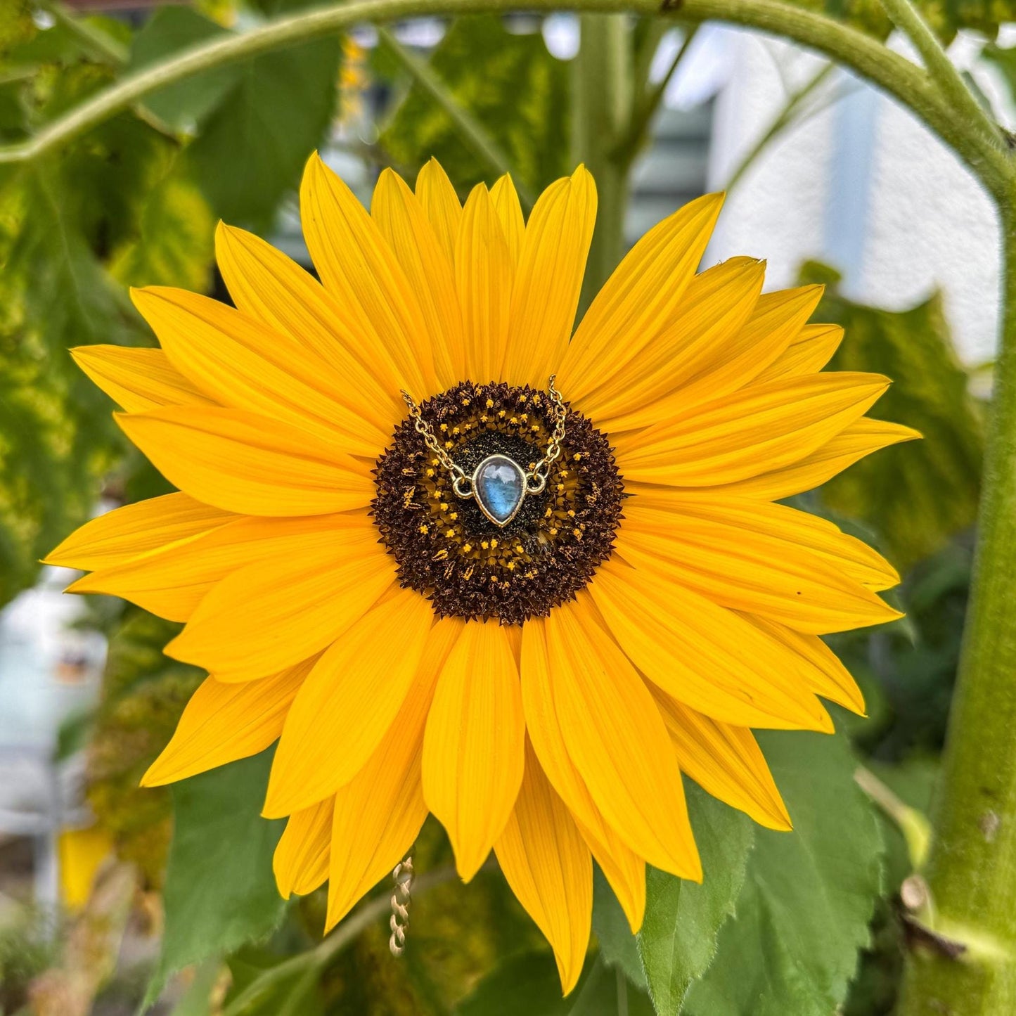 Labradorit-Armband - Zartes Schmuckstück mit natürlichem Labradorit 🩵✨